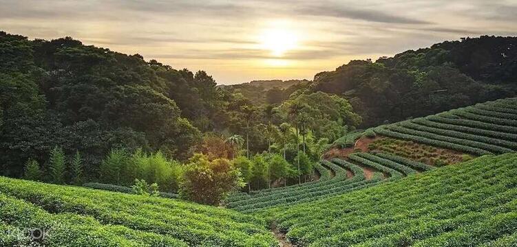 台北茶文化一日游