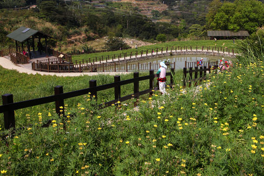 樟樹步道_攝影王能佑