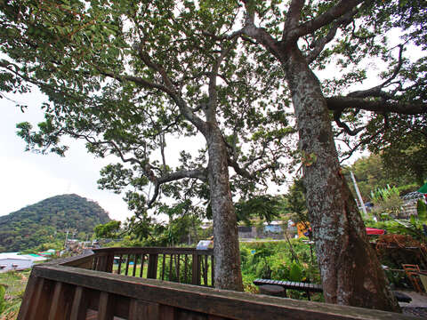 初春细雨·追樱季节~北投轻旅行