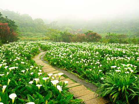 初春细雨·追樱季节~北投轻旅行