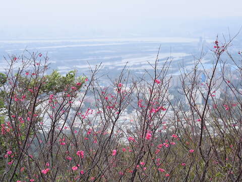 台北の自然 – 茶の香りのする古道を気ままに歩く